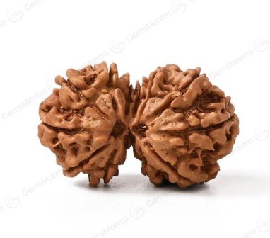 Gauri Shankar Rudraksha