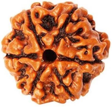 6 Mukhi Rudraksha