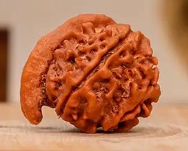 Ganesh Rudraksha