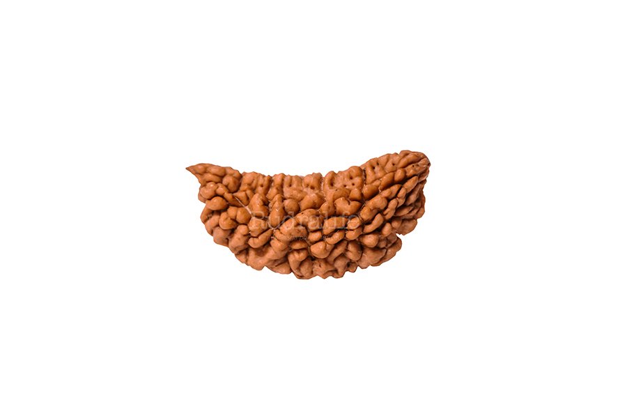 1 Mukhi Rudraksha