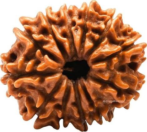 12 Mukhi Rudraksha