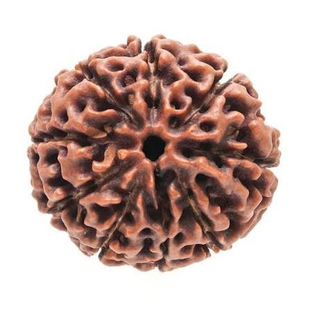 9 Mukhi Rudraksha