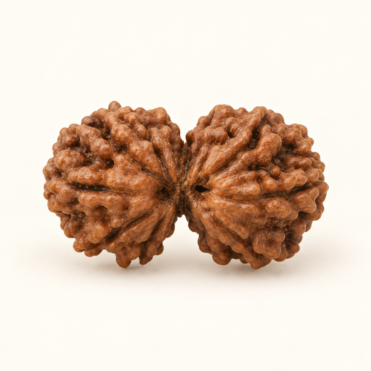 Gauri Shankar Rudraksha