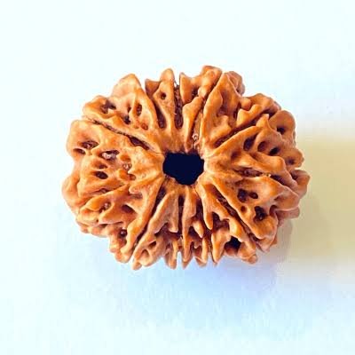 11 Mukhi Rudraksha