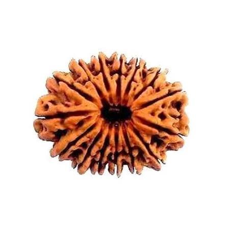 15 Mukhi Rudraksha